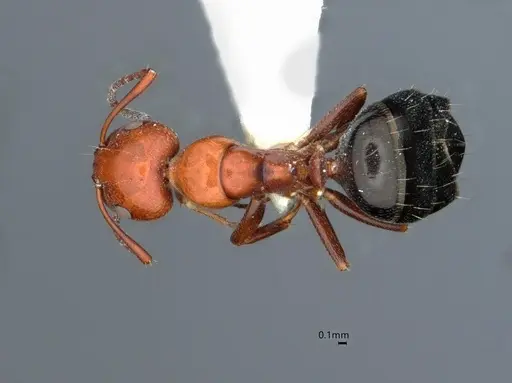 Camponotus bakeri - CASENT0882056