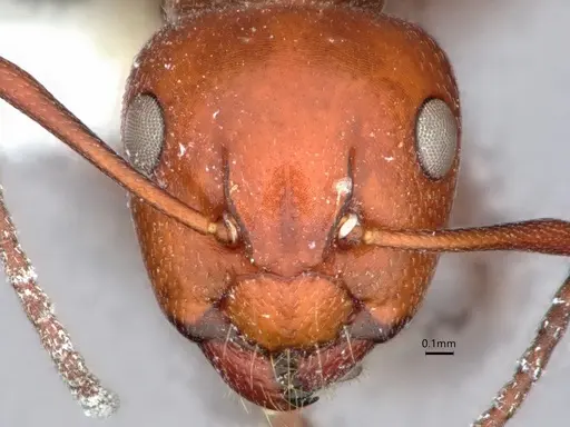Camponotus bakeri - CASENT0882056