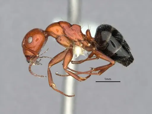 Camponotus bakeri - CASENT0882056