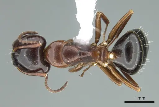Camponotus bakeri - CASENT0914442