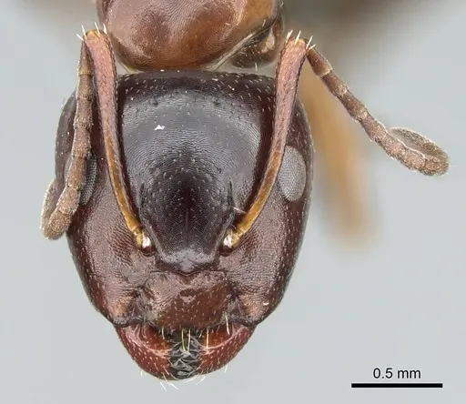 Camponotus bakeri - CASENT0914442