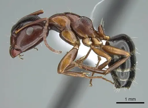 Camponotus bakeri - CASENT0914442