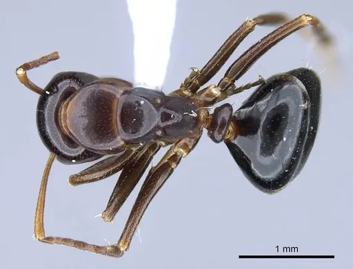 Camponotus bakeri - CASENT0914443
