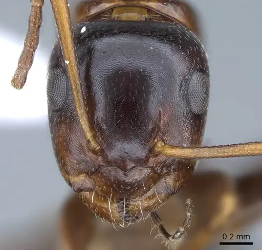 Camponotus bakeri - CASENT0914443