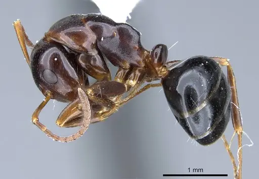 Camponotus bakeri - CASENT0914443
