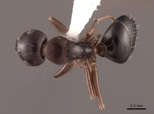 Camponotus bakeri - FMNHINS0000062559