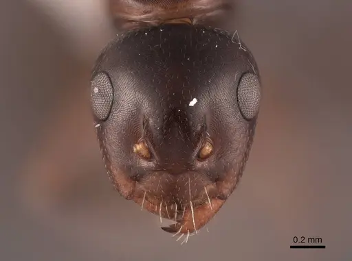 Camponotus bakeri - FMNHINS0000062559
