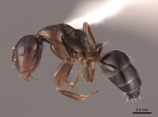 Camponotus bakeri - FMNHINS0000062559