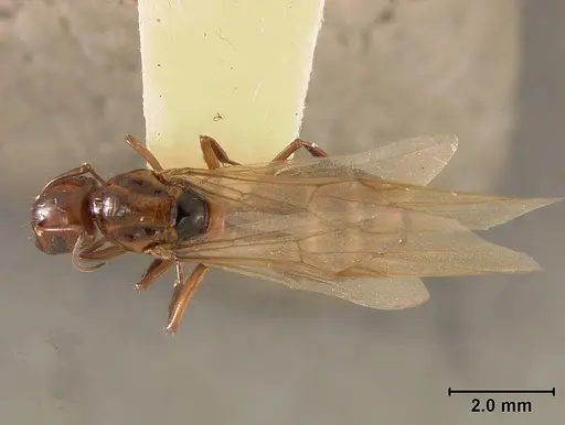Camponotus bakeri - USNMENT01129585