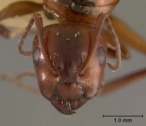 Camponotus bakeri - USNMENT01129585