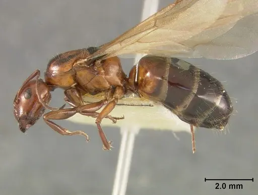 Camponotus bakeri - USNMENT01129585
