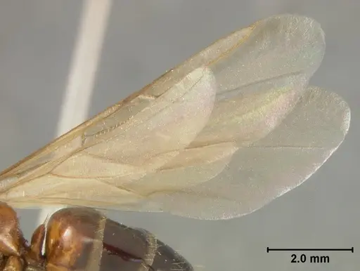 Camponotus bakeri - USNMENT01129585