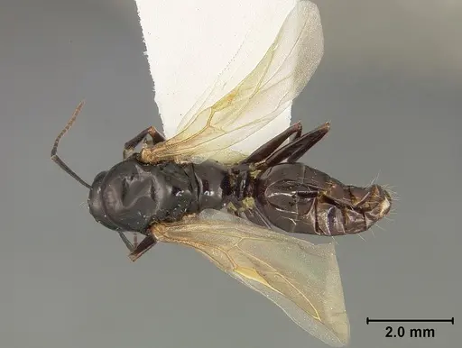 Camponotus bakeri - USNMENT01129586