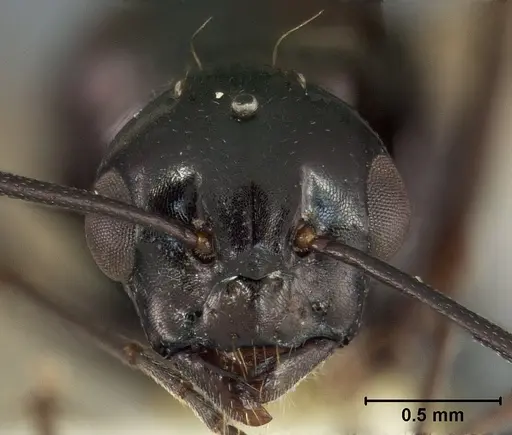 Camponotus bakeri - USNMENT01129586