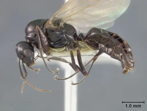 Camponotus bakeri - USNMENT01129586