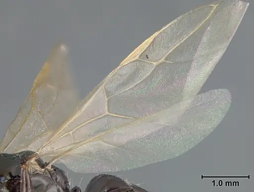 Camponotus bakeri - USNMENT01129586