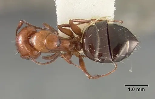 Camponotus bakeri - USNMENT01129587
