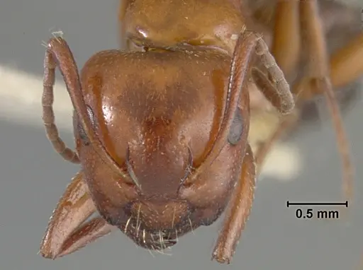 Camponotus bakeri - USNMENT01129587