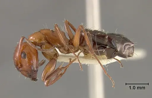 Camponotus bakeri - USNMENT01129587