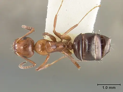 Camponotus bakeri - USNMENT01129588