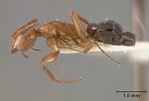 Camponotus bakeri - USNMENT01129588