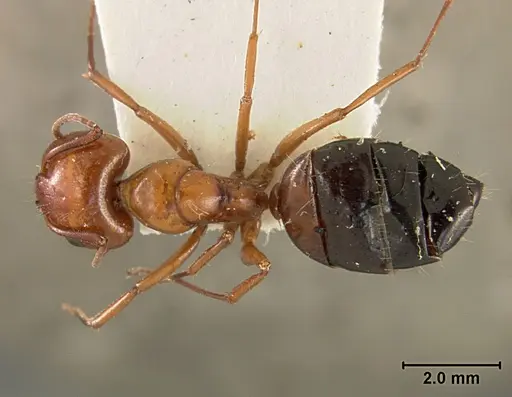 Camponotus bakeri - USNMENT01129592