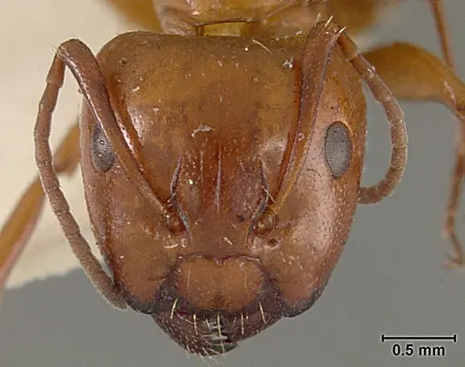 Camponotus bakeri - USNMENT01129592