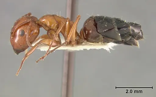 Camponotus bakeri - USNMENT01129592