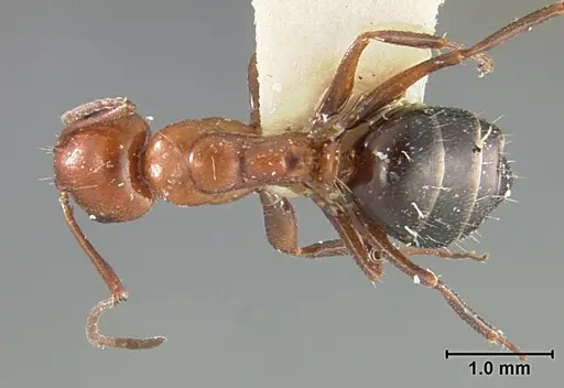 Camponotus bakeri - USNMENT01129593
