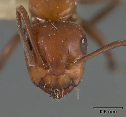 Camponotus bakeri - USNMENT01129593
