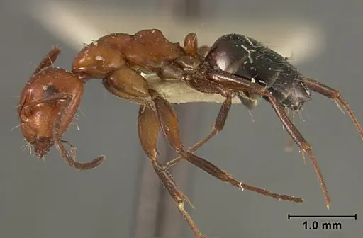 Camponotus bakeri - USNMENT01129593