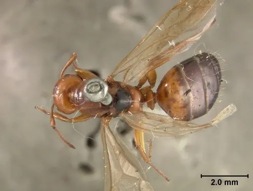 Camponotus bakeri - USNMENT01129595