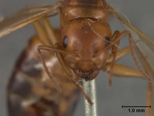 Camponotus bakeri - USNMENT01129595