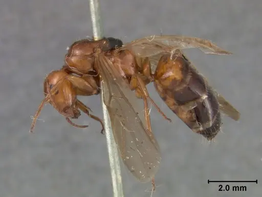 Camponotus bakeri - USNMENT01129595