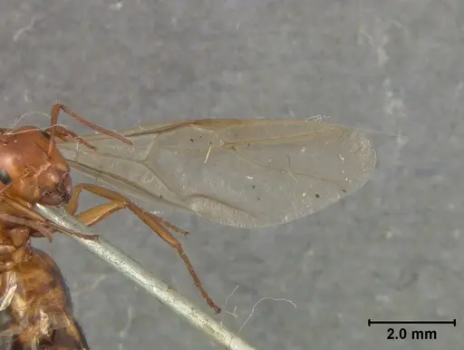 Camponotus bakeri - USNMENT01129595