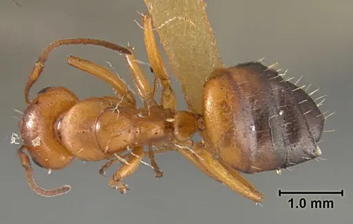 Camponotus bakeri - USNMENT01129596