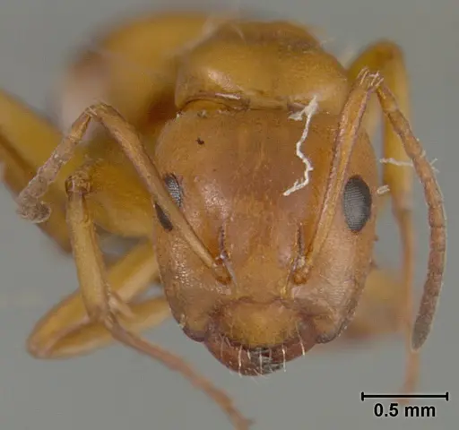 Camponotus bakeri - USNMENT01129596
