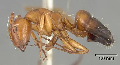 Camponotus bakeri - USNMENT01129596