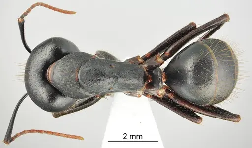 Camponotus bakhtiariensis specimen