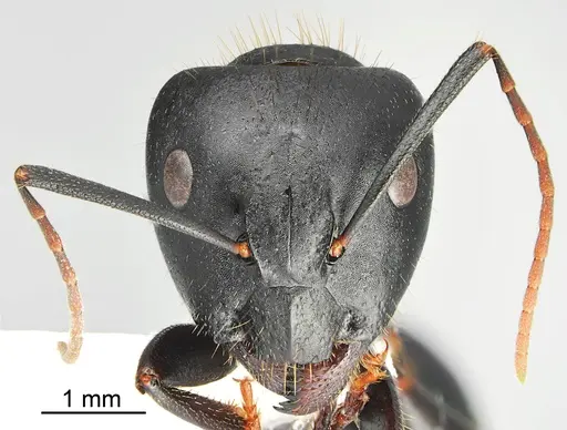Camponotus bakhtiariensis specimen