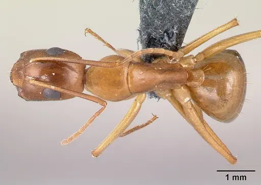 Camponotus baldaccii specimen