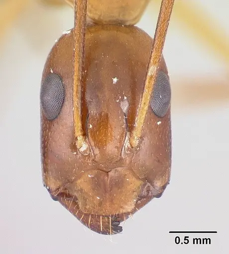 Camponotus baldaccii specimen