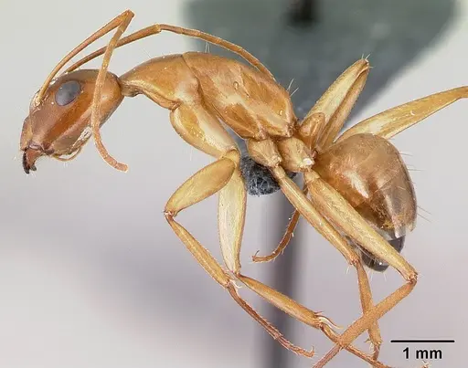 Camponotus baldaccii specimen
