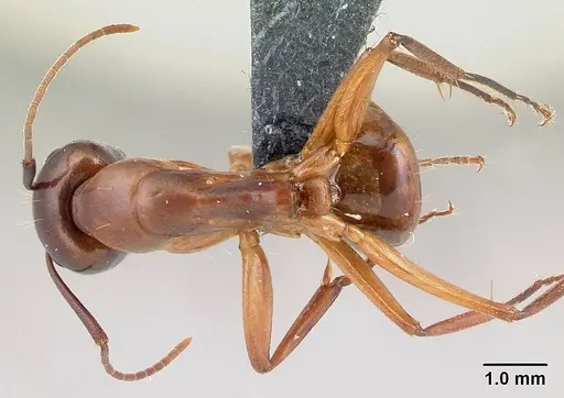 Camponotus baldaccii - CASENT0179863