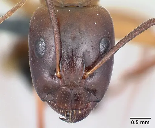 Camponotus baldaccii - CASENT0179863