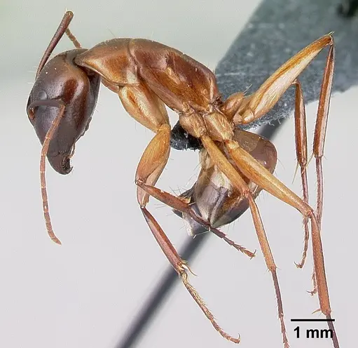 Camponotus baldaccii - CASENT0179863