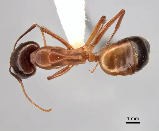 Camponotus baldaccii - CASENT0882042