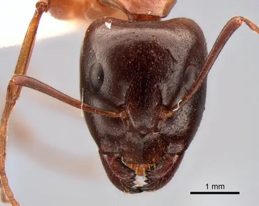 Camponotus baldaccii - CASENT0882042