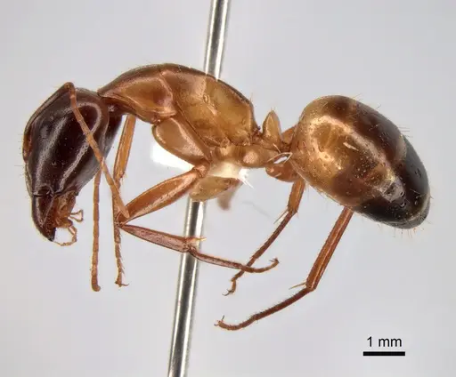 Camponotus baldaccii - CASENT0882042