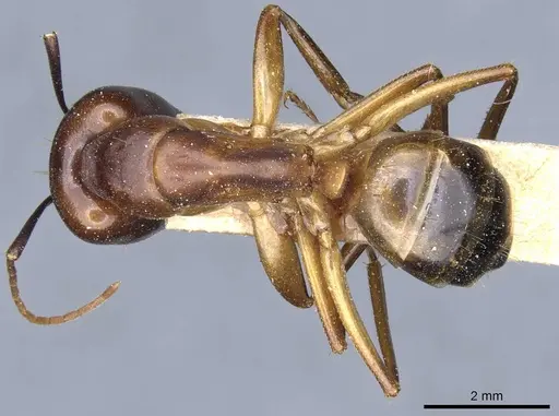 Camponotus baldaccii - CASENT0905304